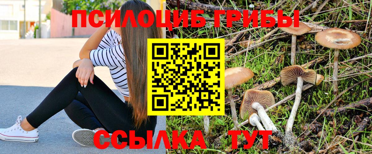 Псилоцибиновые грибы Psilocybe Темрюк